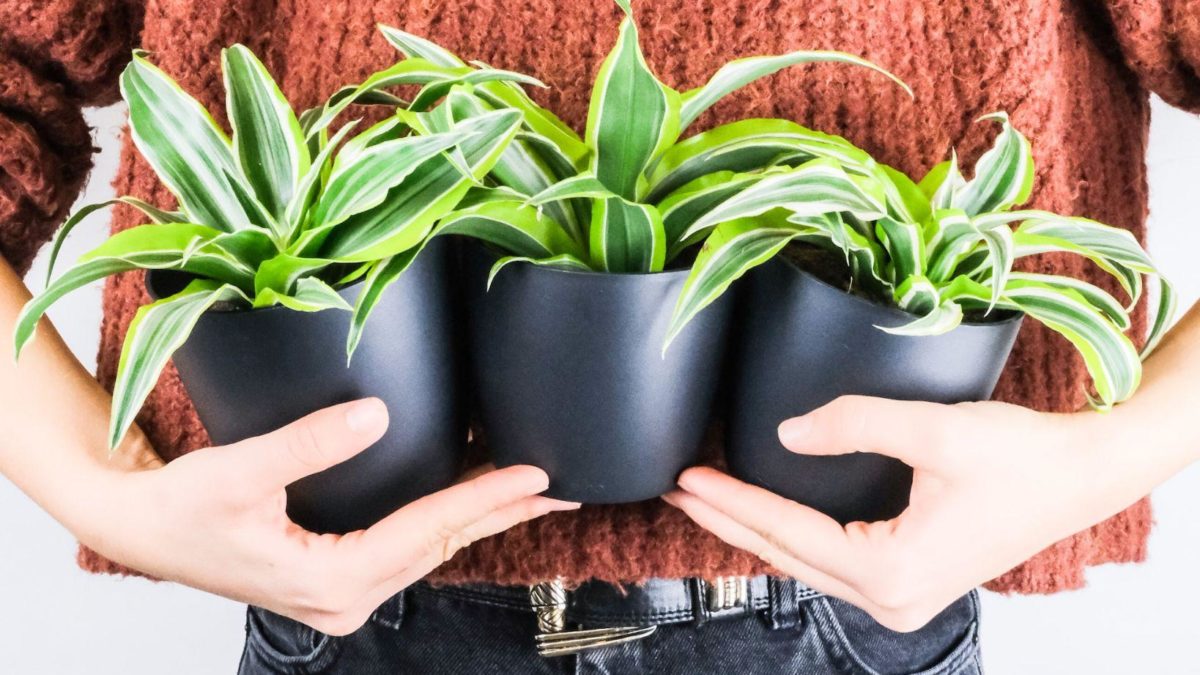 Waxy Leaf House Plants Everything You Wanted To Know