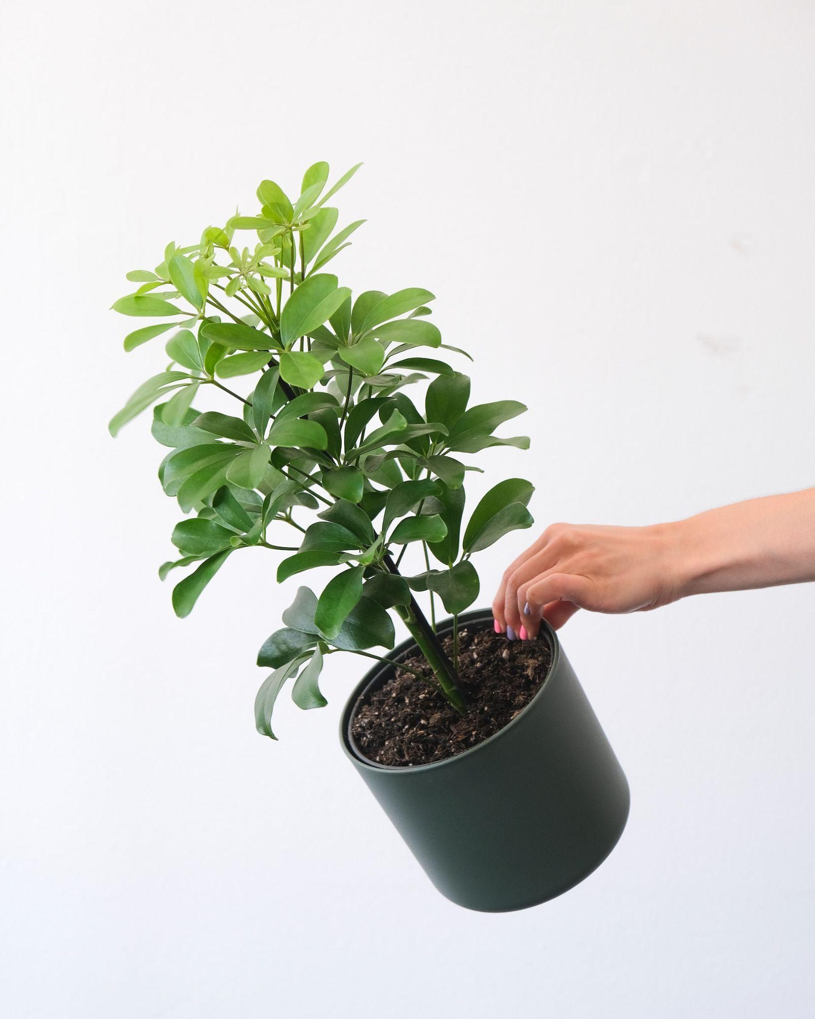 Waxy Leaf House Plants Everything You Wanted To Know