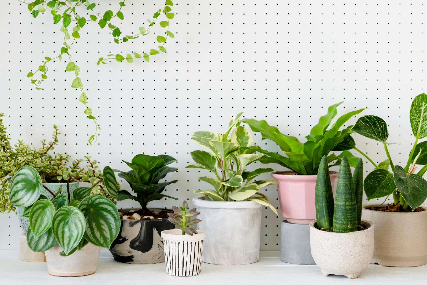 Waxy Leaf House Plants Everything You Wanted To Know