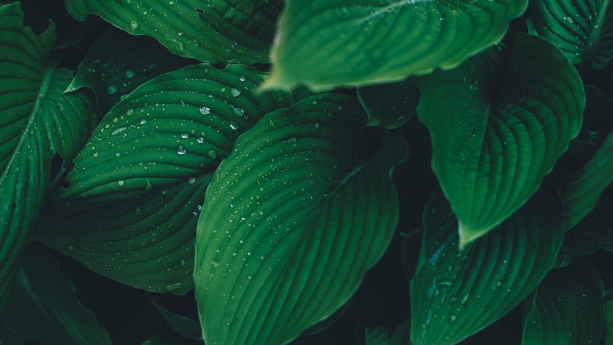 Plants With Dark Green Leaves : The Ultimate Guide