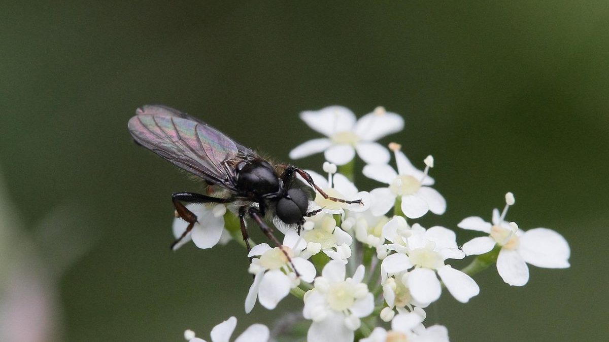 How To Get Rid Of Gnats In Houseplants With Vinegar