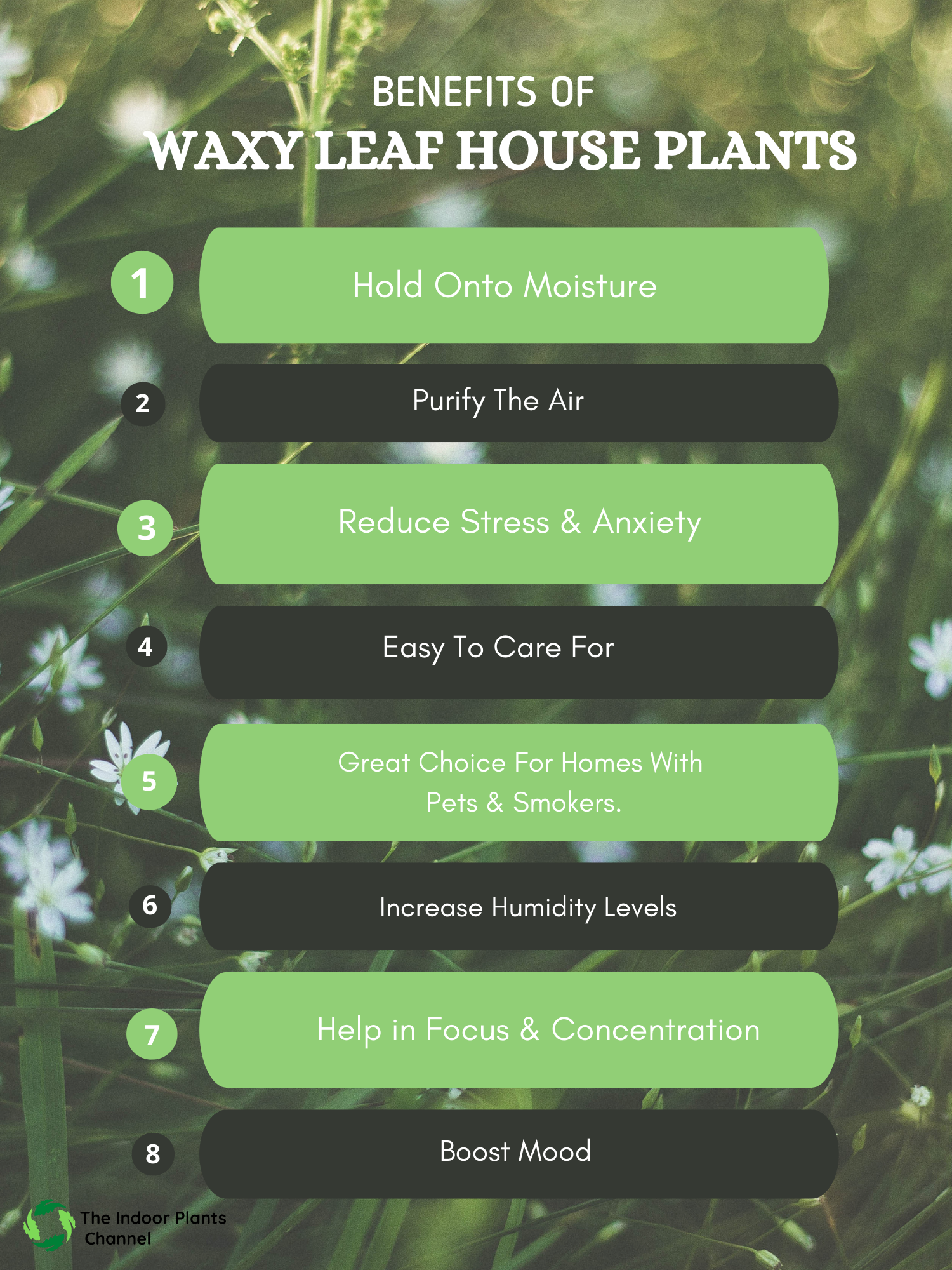 Benefits Of Having Waxy Leaf House Plants