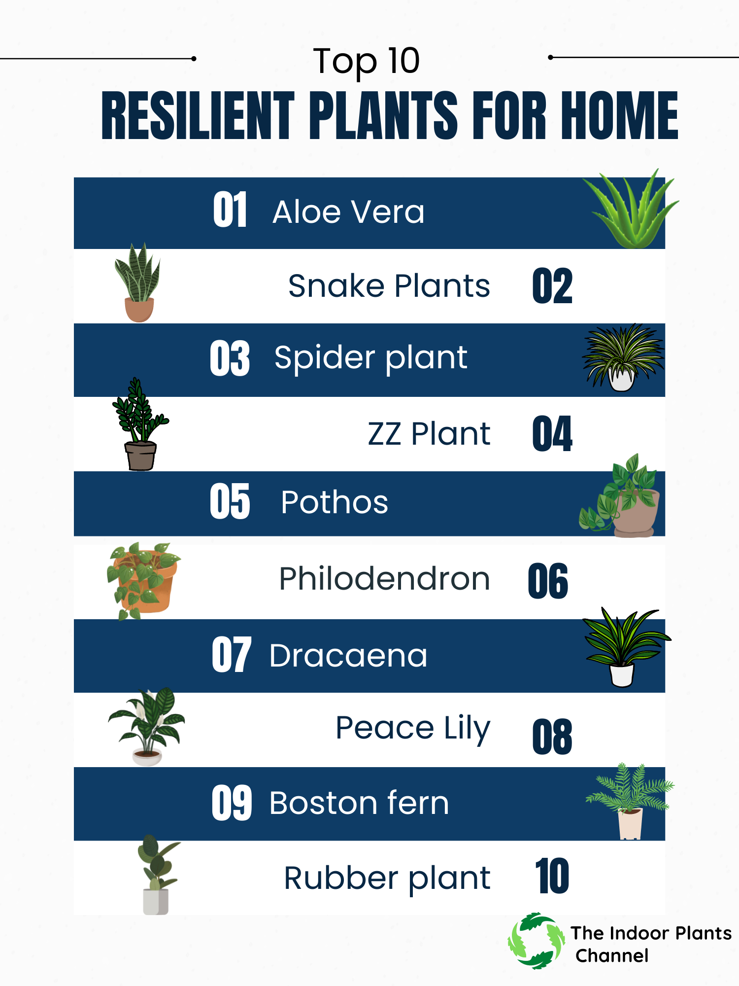 Top 10 Most Resilient Plants for Home