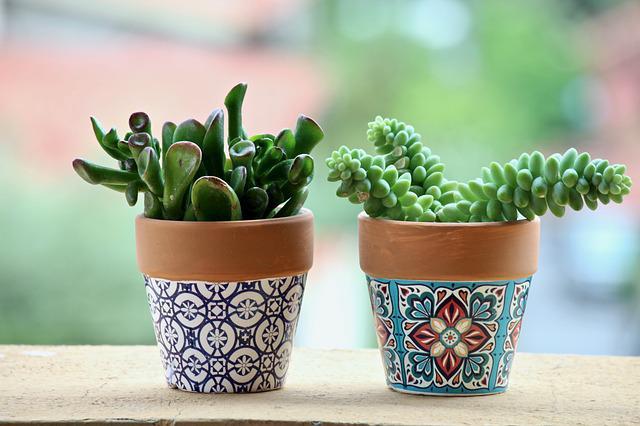 Potted Home Plants: 5 Best Varieties You Will Love