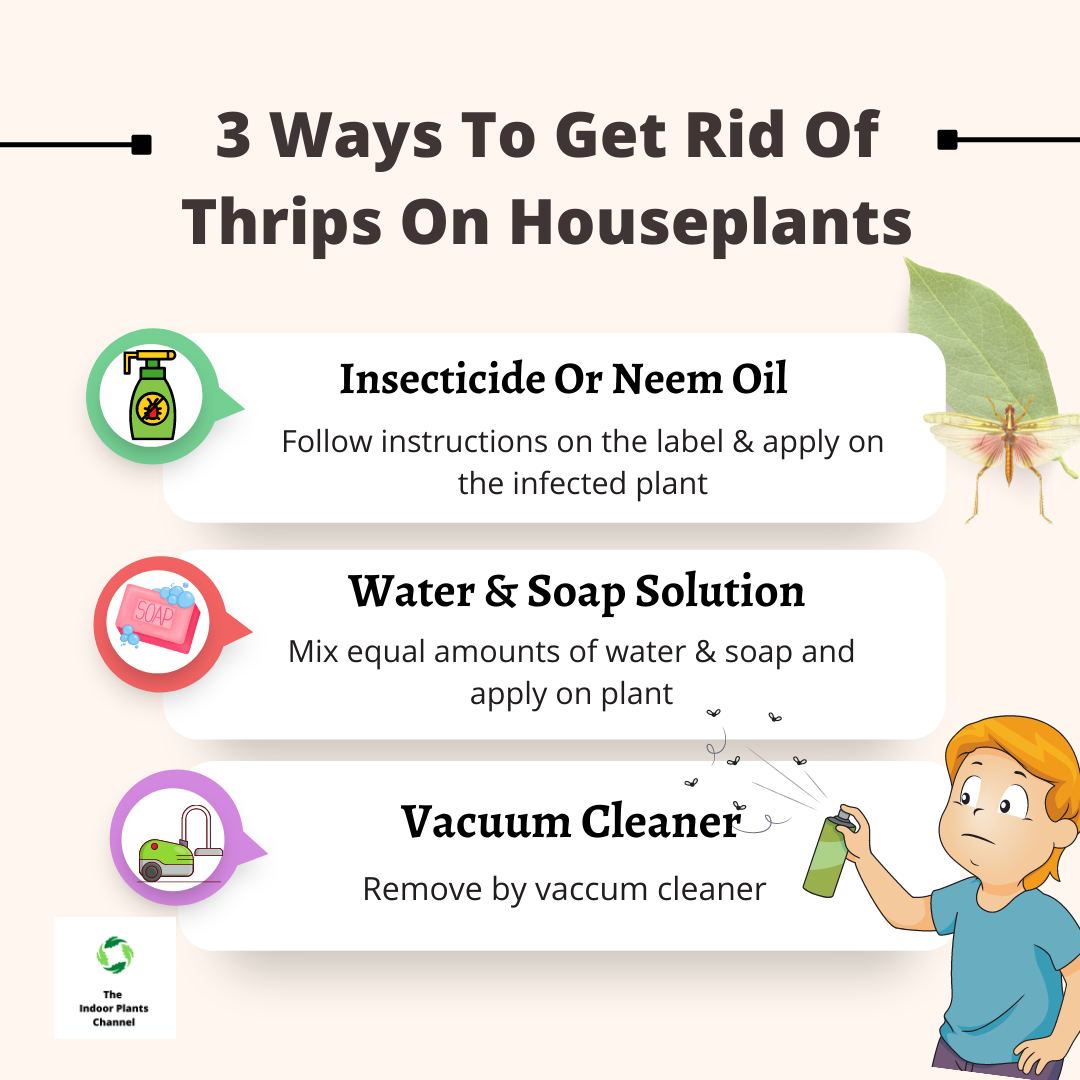 How To Get Rid Of Thrips On Houseplants Permanently