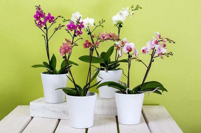 Best Places To Buy Faux Plants – The Ultimate Guide