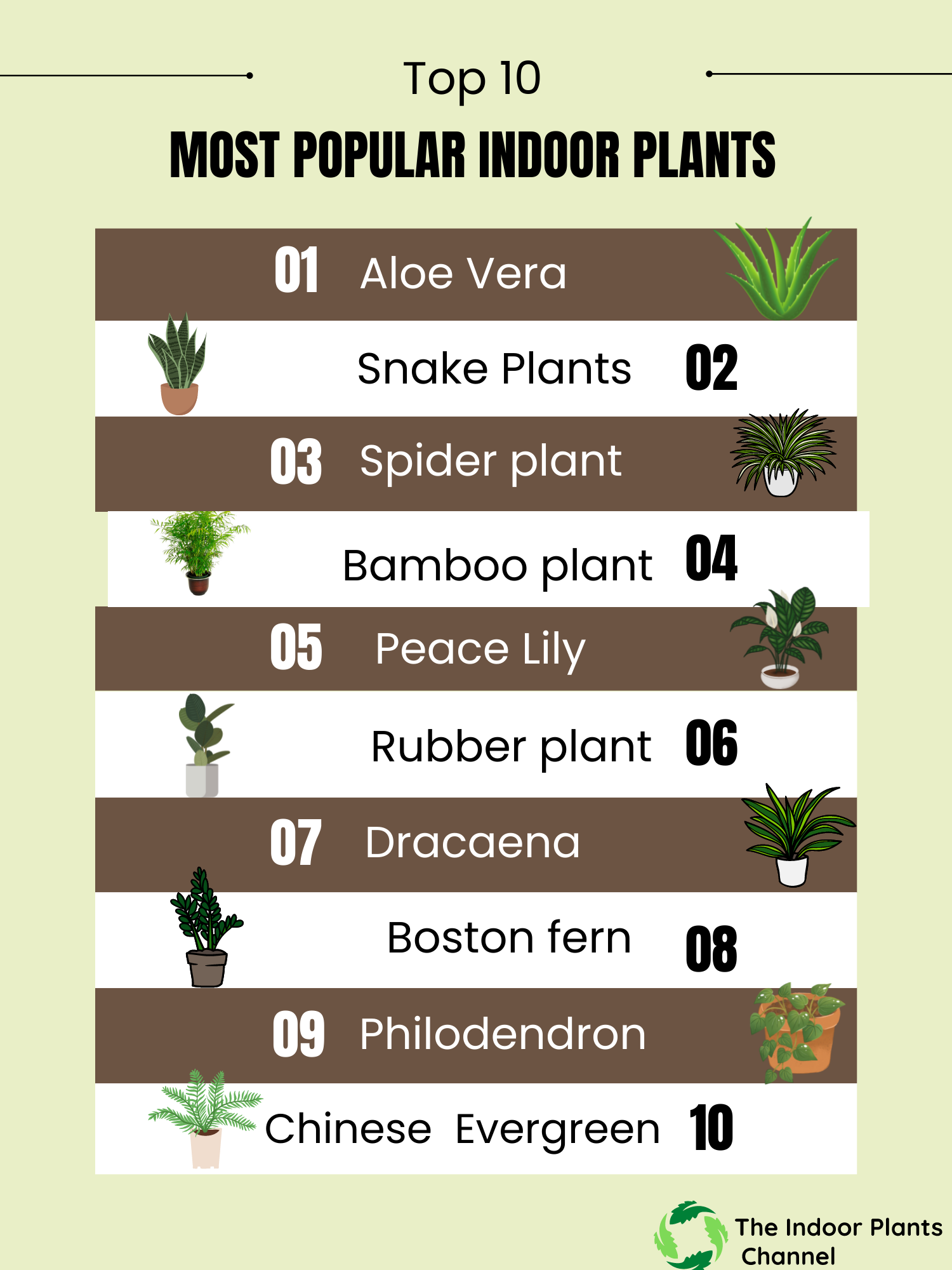 Potted Home Plants: 5 Best Varieties You Will Love