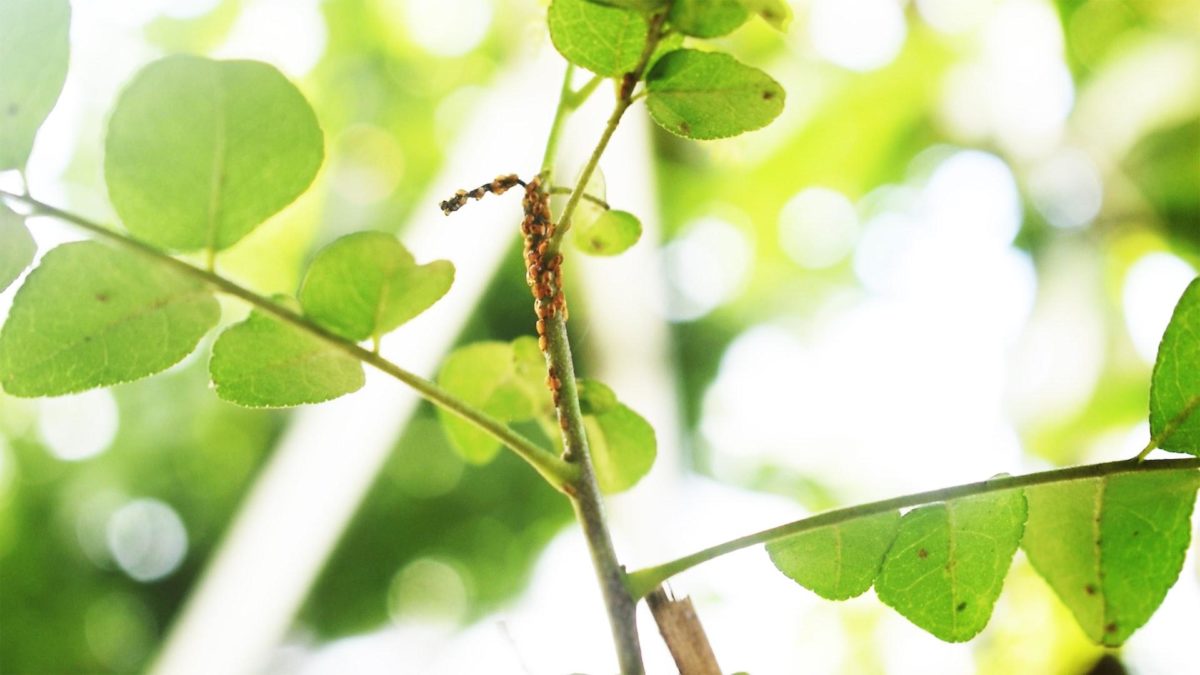 How To Prevent Scale On Houseplants