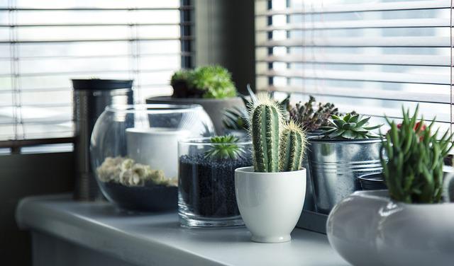5 Easiest Indoor Plants To Care For