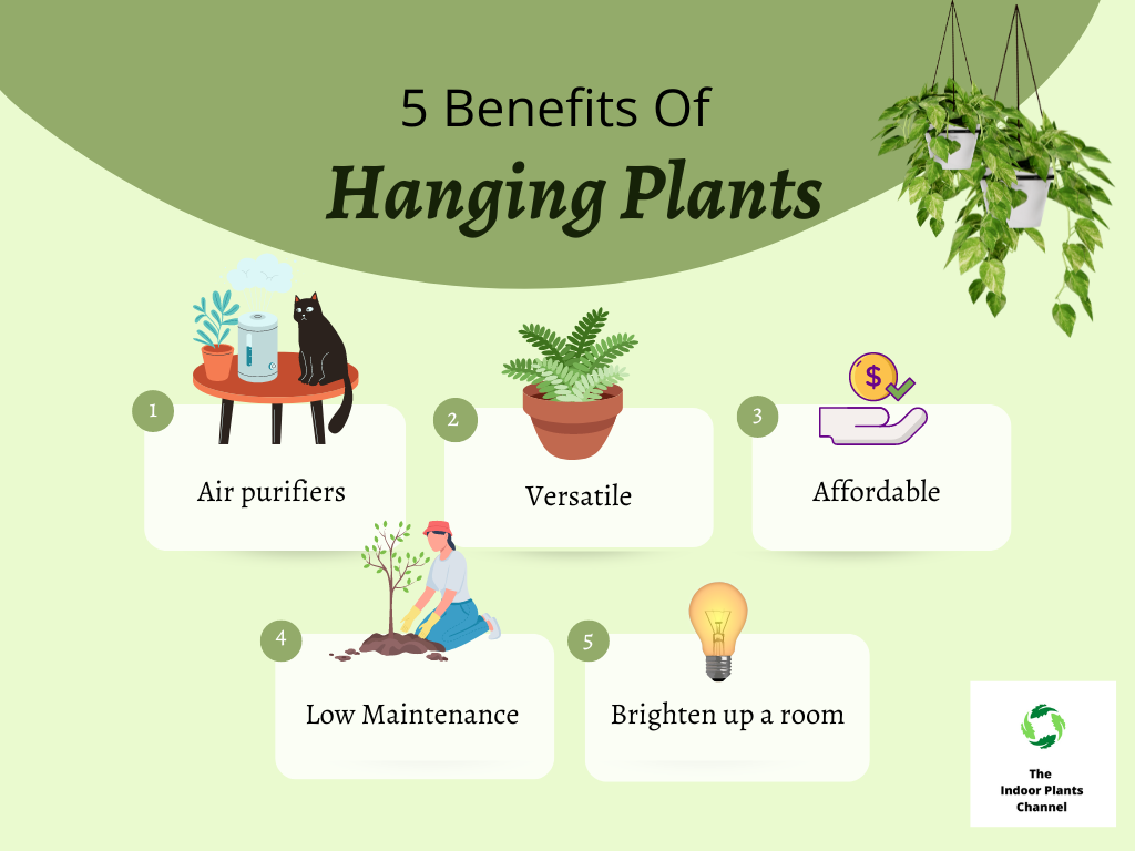 The Benefits Of Hanging Plants
