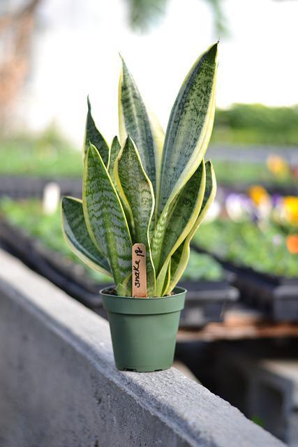 How To Trim A Snake Plant: A Step-by-Step Guide
