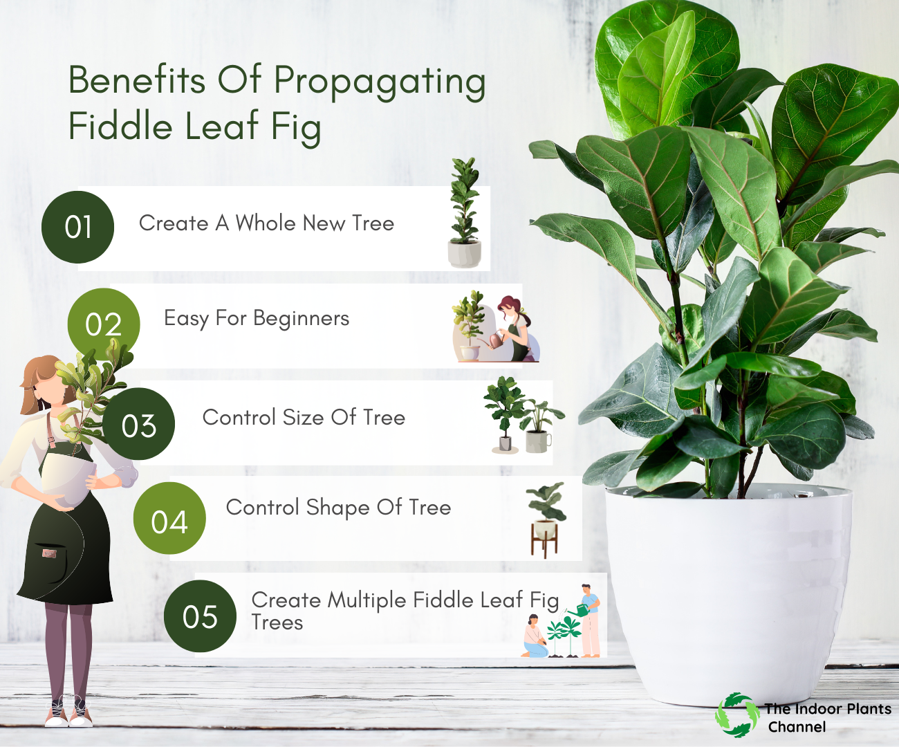 The Benefits Of Propagating Fiddle Leaf Fig