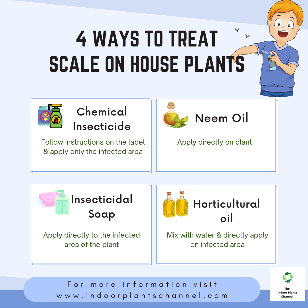 How To Treat Scale On Houseplants