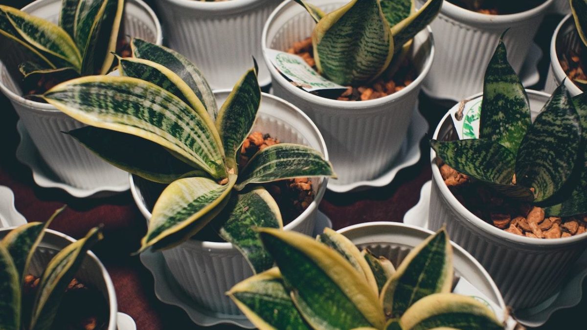 How To Repot A Snake Plant – The Ultimate Guide