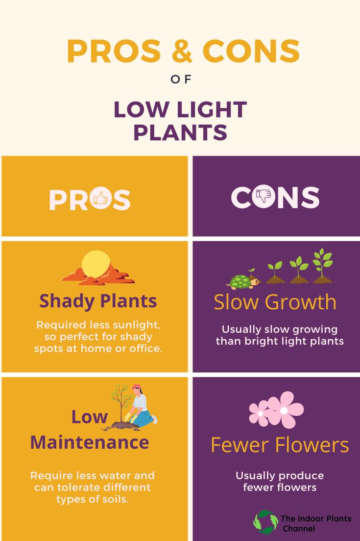 The Pros And Cons Of Low Light Plants