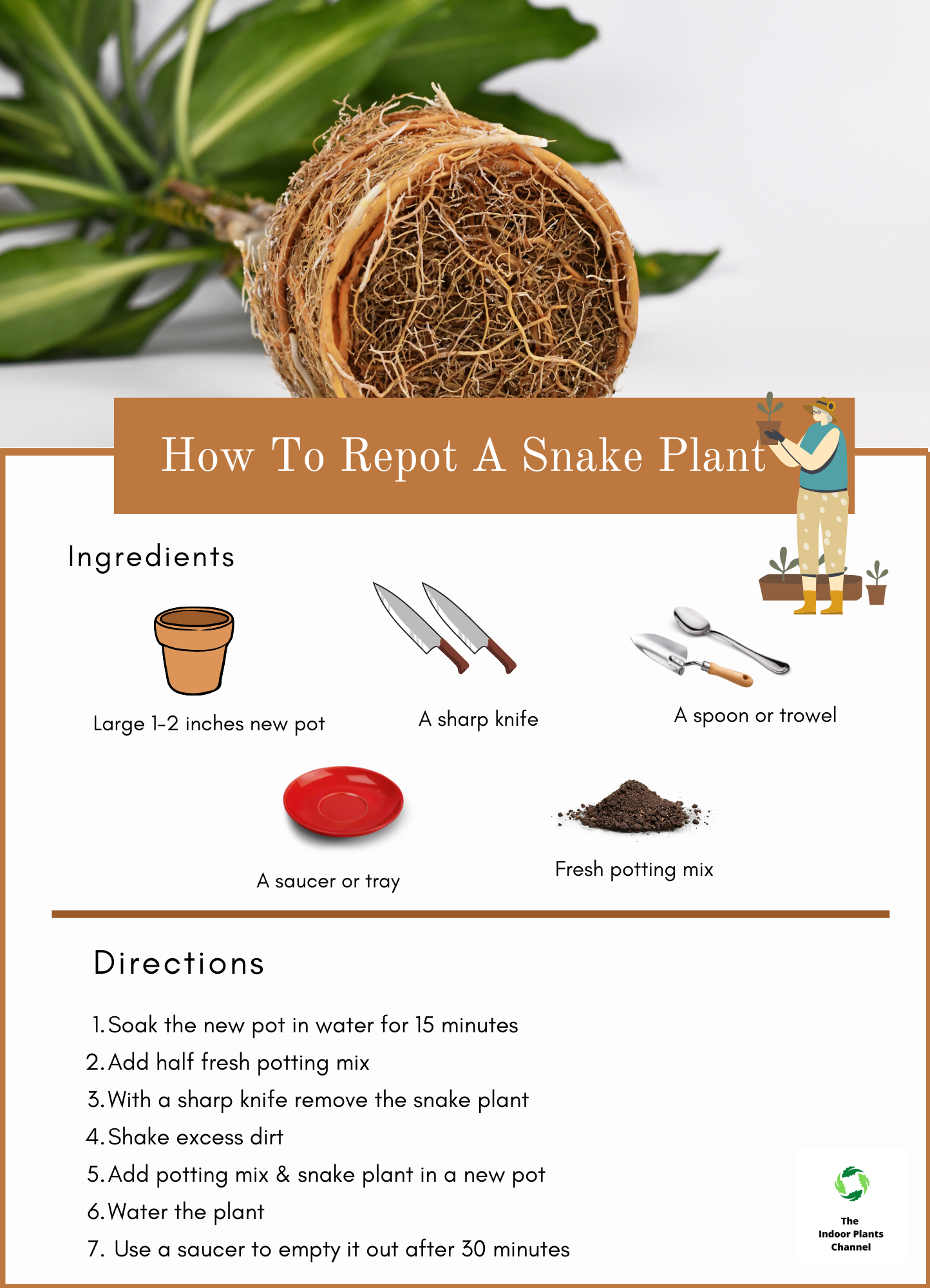 How To Repot A Snake Plant?