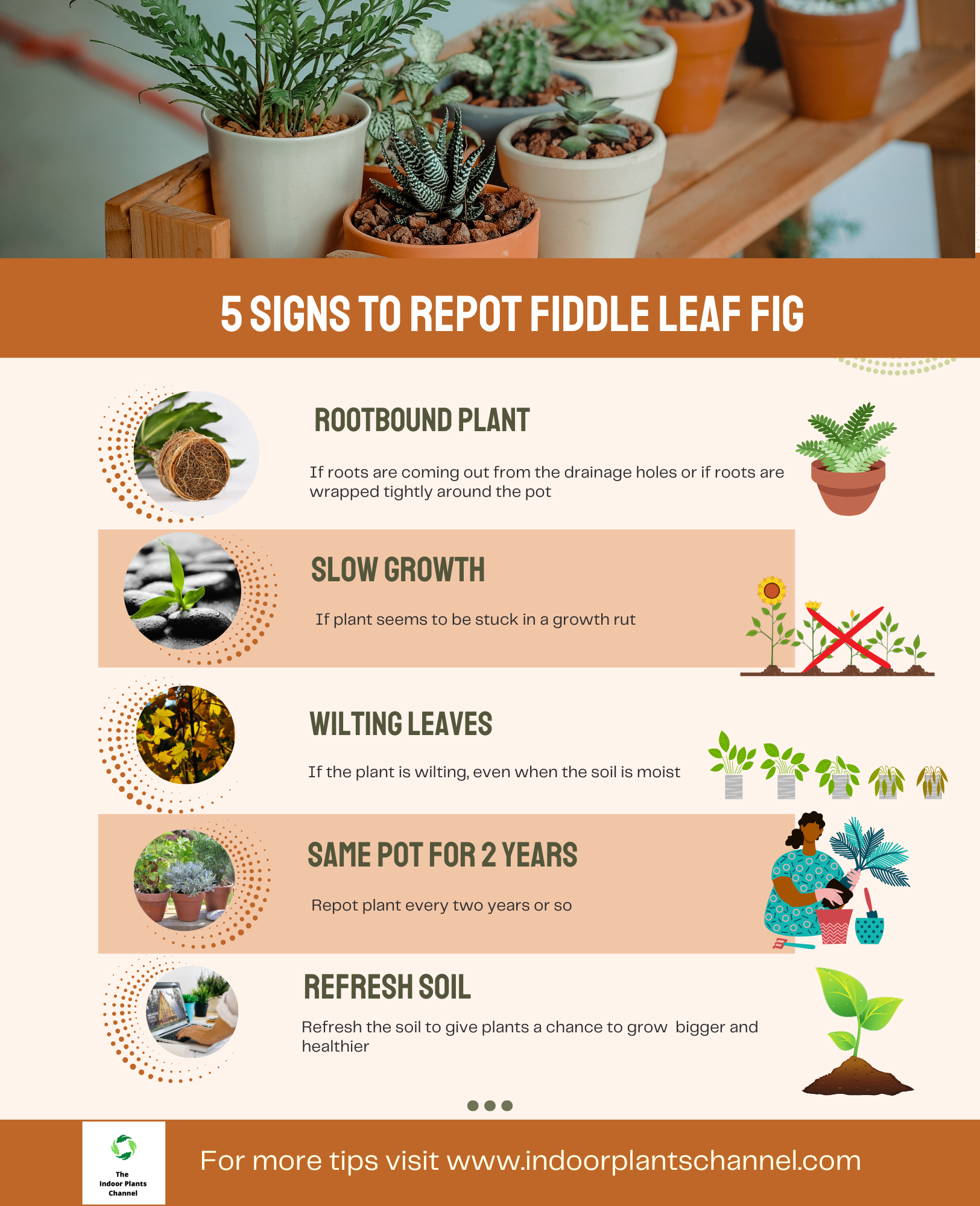 When To Repot Your Fiddle Leaf Fig