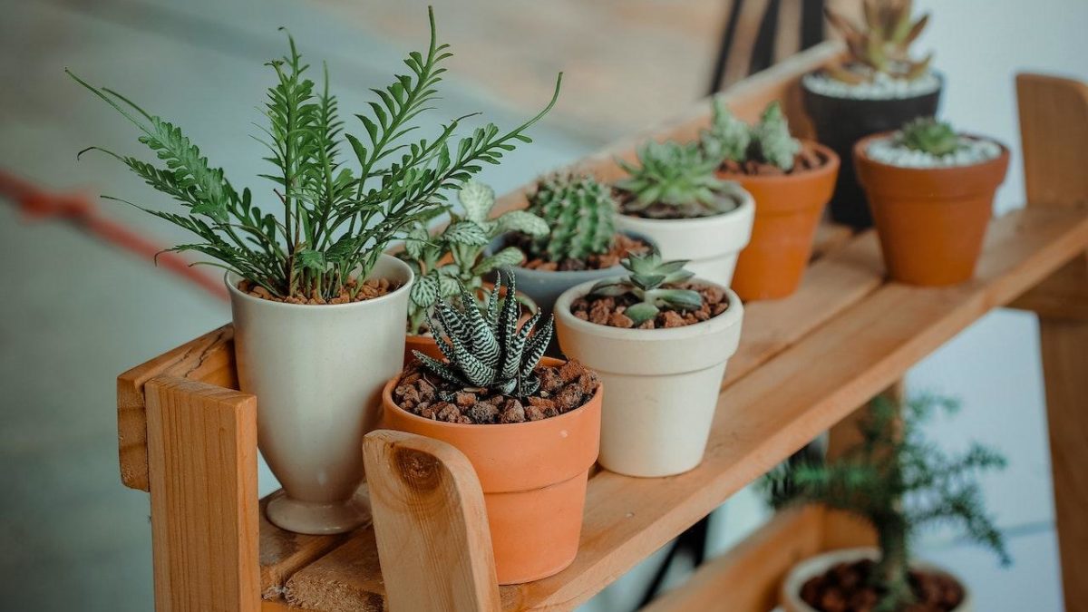 How To Propagate Houseplants In Pots : The Ultimate Guide