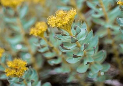 Rhodiola Rosea