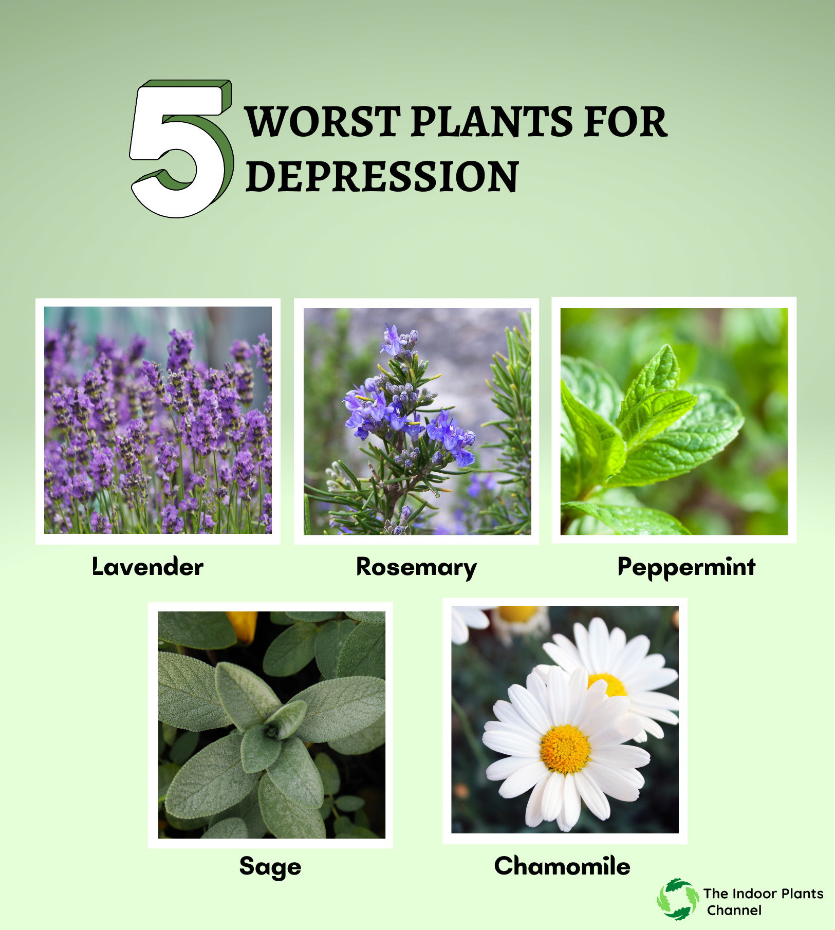 Worst Plants For Depression