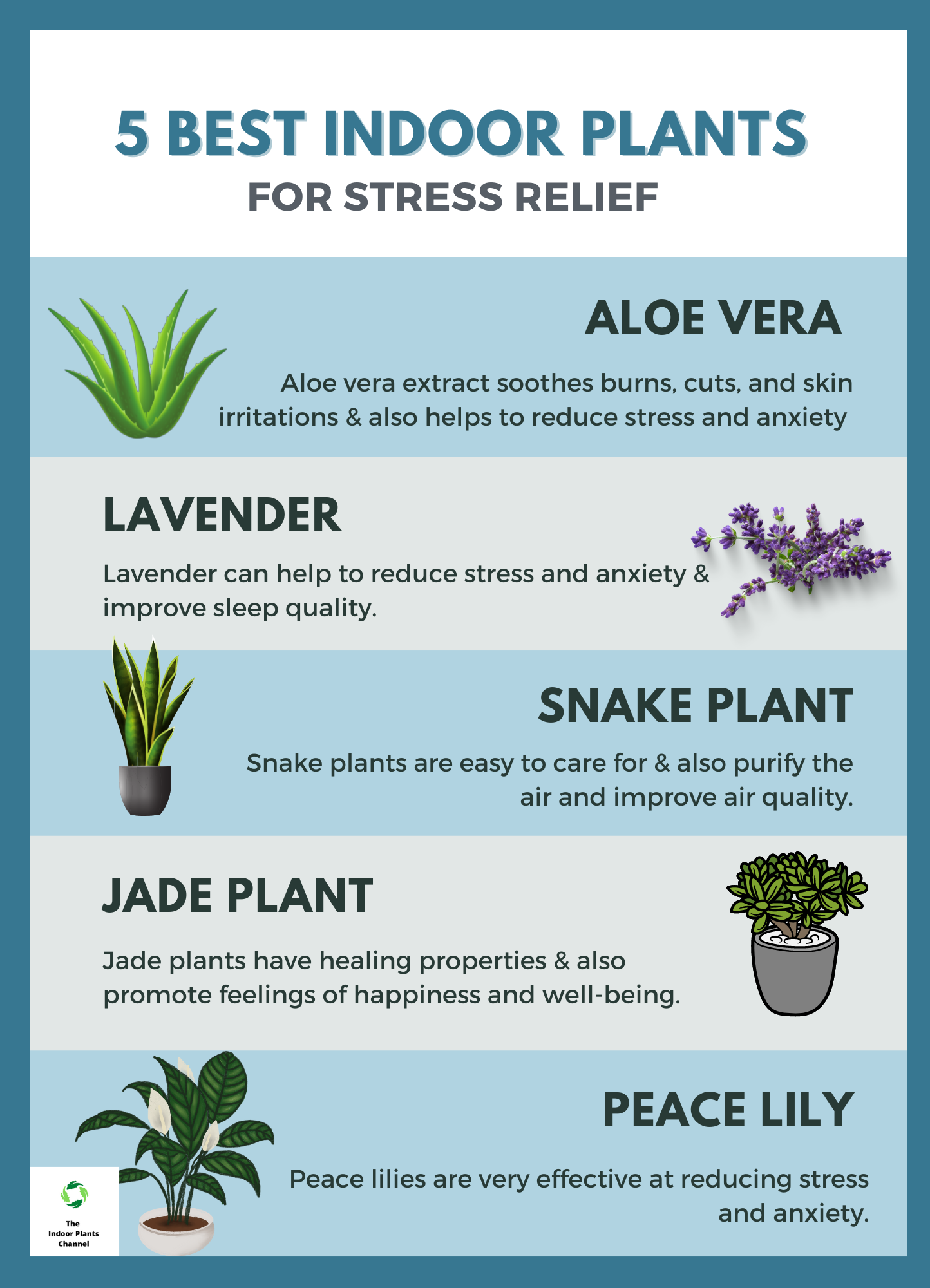 5 Best indoor plants for stress relief