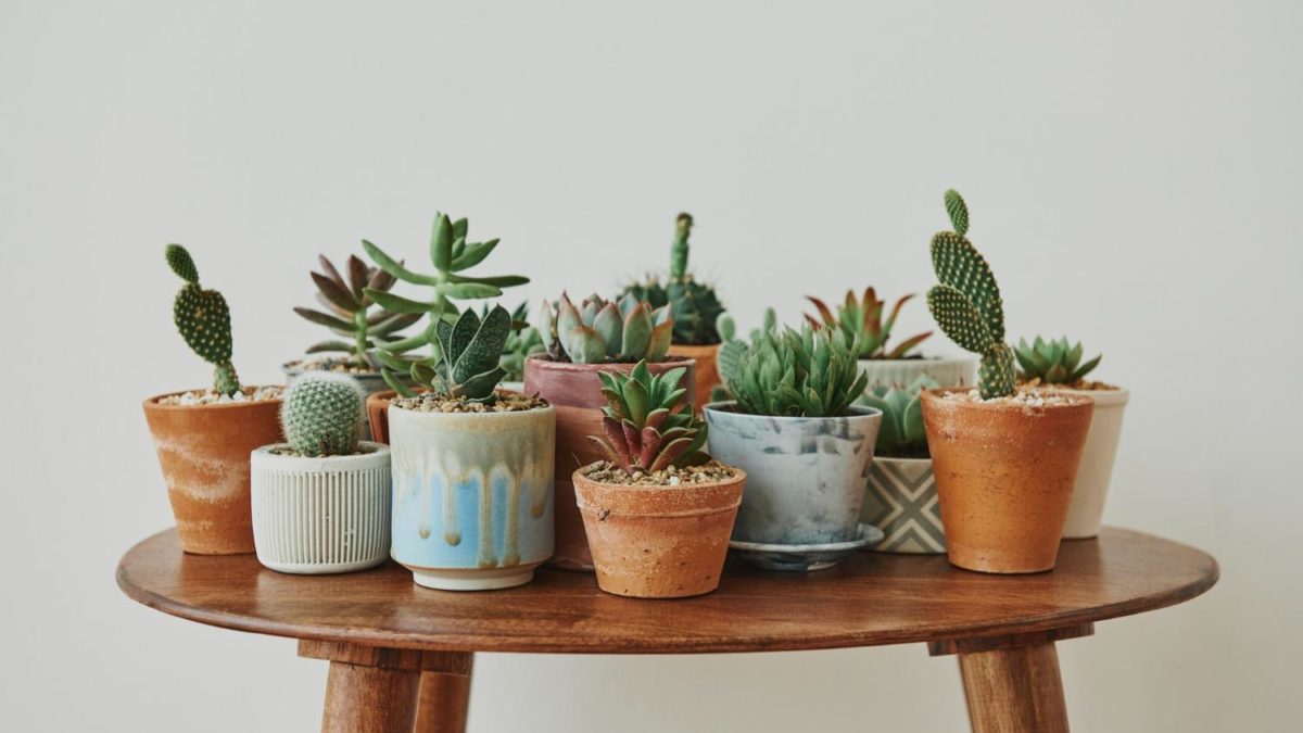10 Beautiful Plants To Decorate Your Home