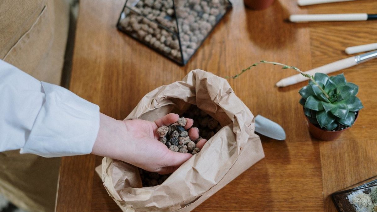 Using Clay Pebbles For Houseplants : The Ultimate Guide