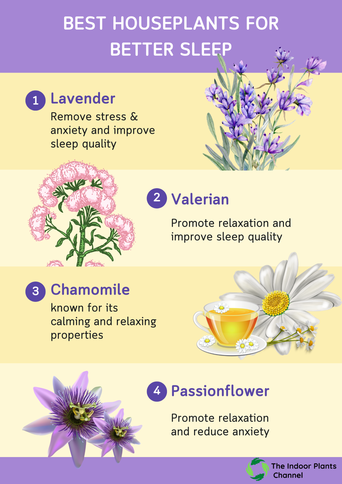 The Best Plants For Sleep