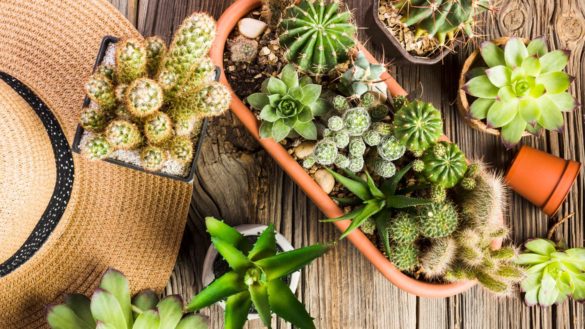 benefits spiky houseplants