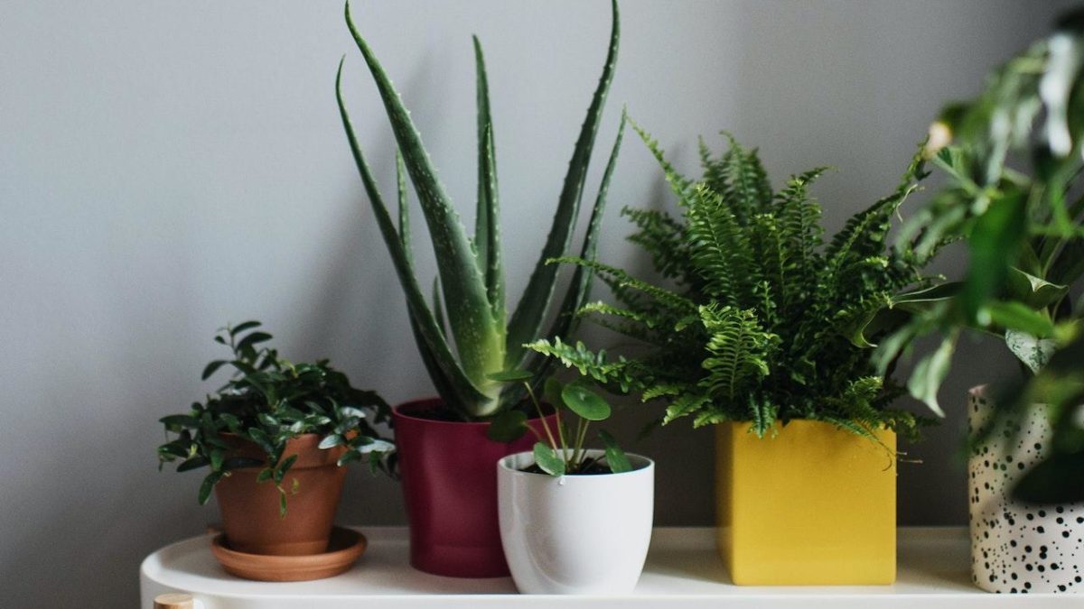 5 Different Types Of Spiky Houseplants – The Expert’s Guide
