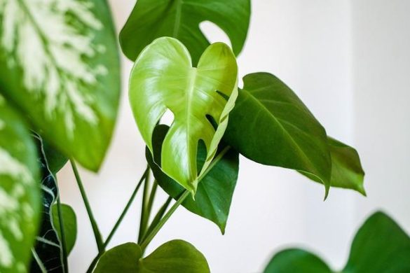 Waxy Leaf Houseplants