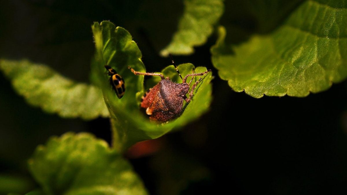 How Clover Mites Can Benefit Your Houseplants