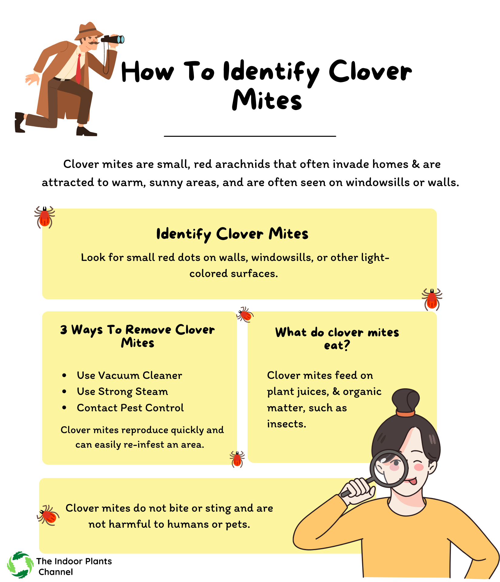 How To Identify Clover Mites