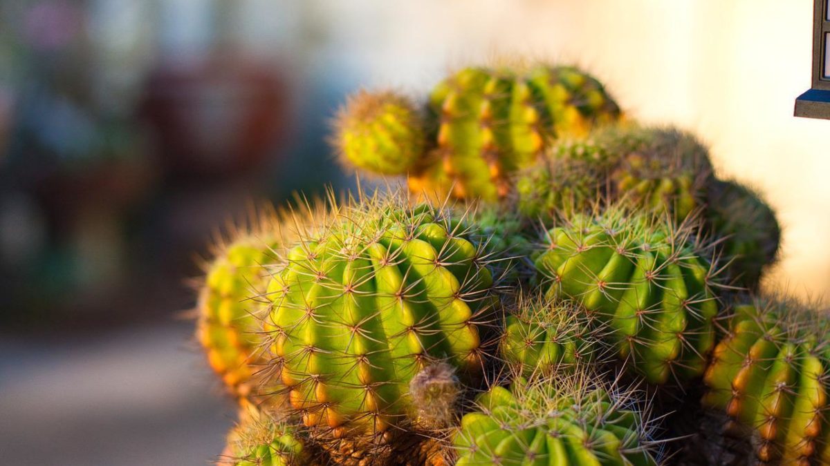 How To Care For A Spiky Houseplant