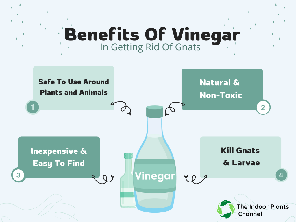 The Benefits Of Using Vinegar To Get Rid Of Gnats