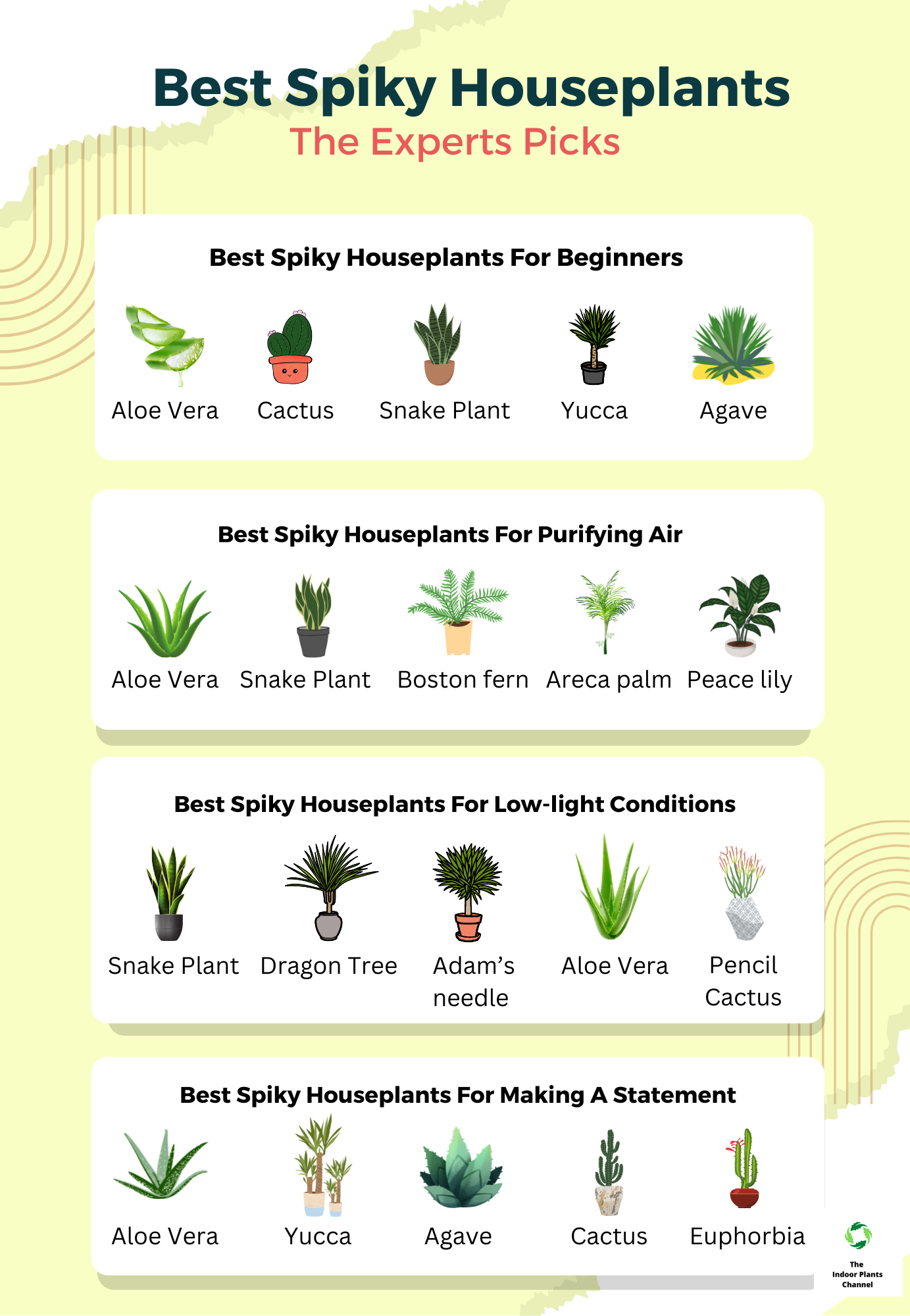 Best Spiky Houseplants 