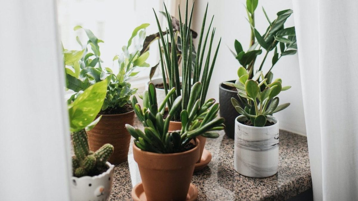 Pros And Cons Of Waxy Leaf Houseplants : The Ultimate Guide