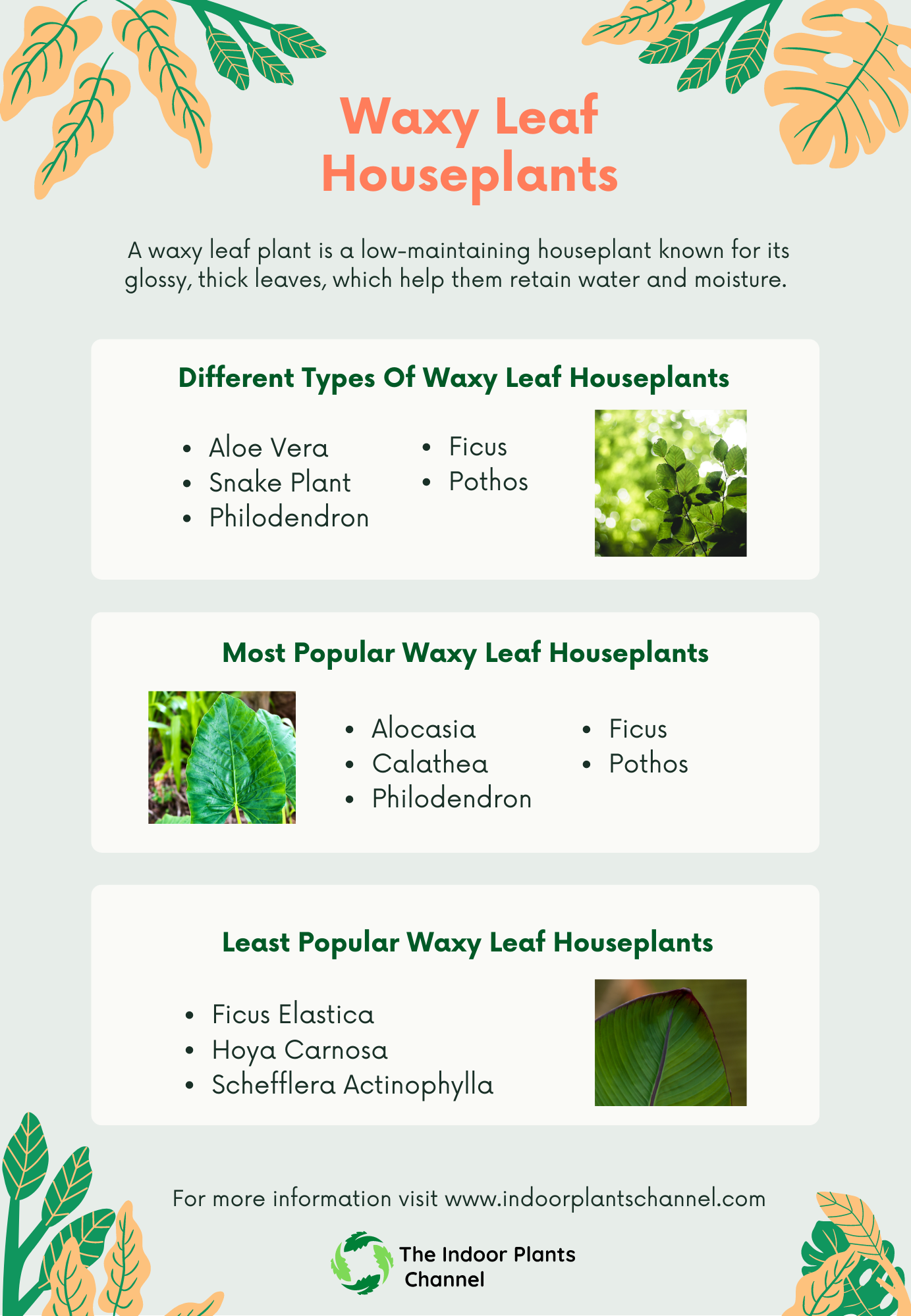 Pros And Cons Of Waxy Leaf Houseplants