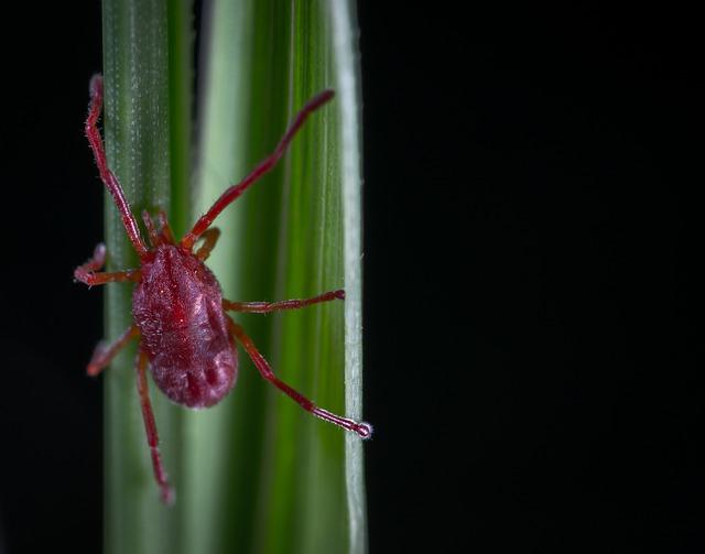 Clover Mites