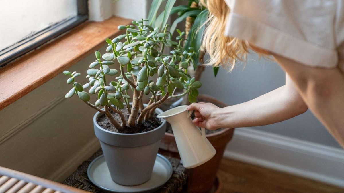 How To Care For A Slow Growing Houseplant