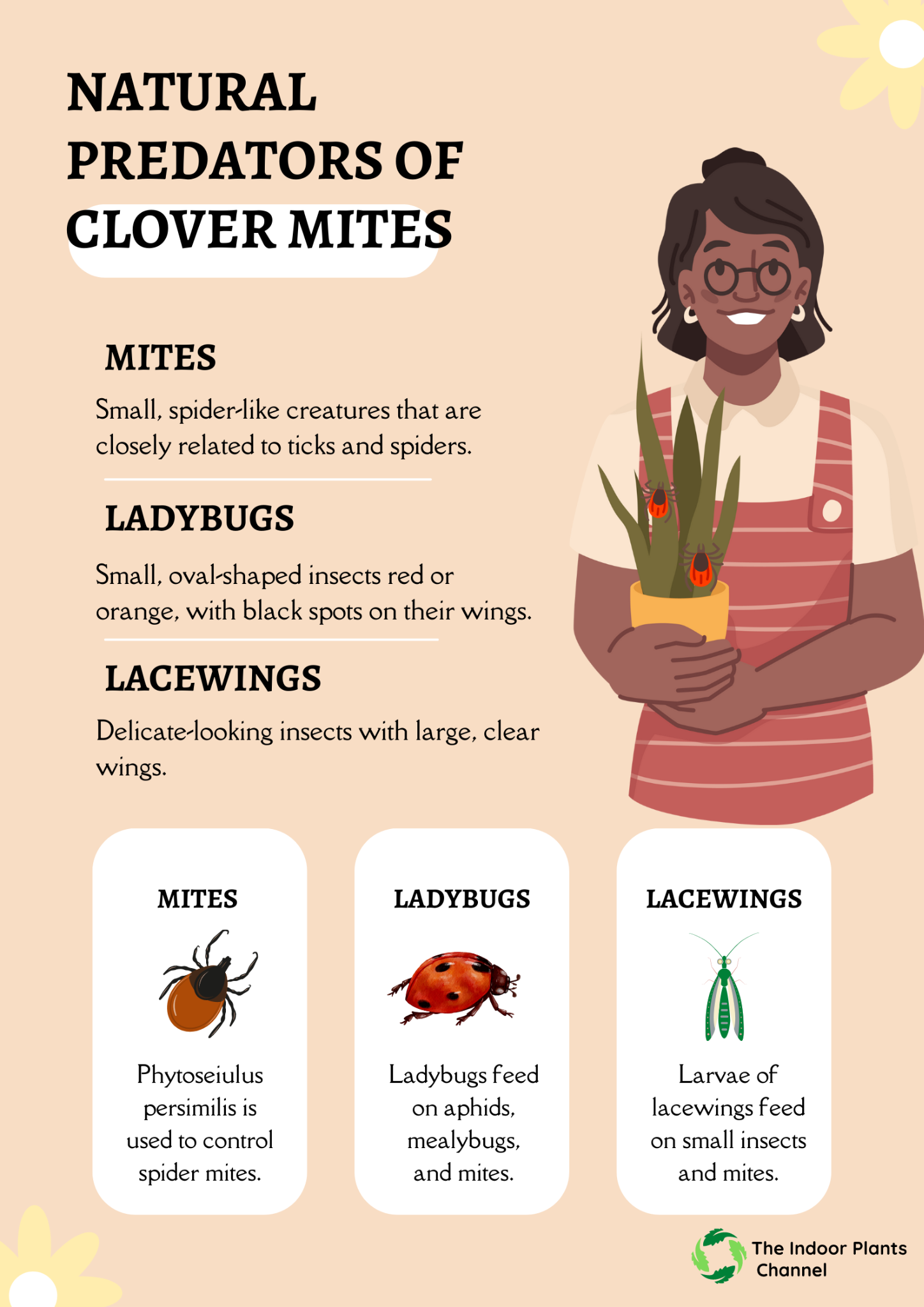 Natural Predators Of Clover Mites