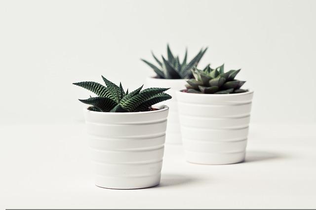 Spiky Houseplants For Beginners: The Ultimate Guide