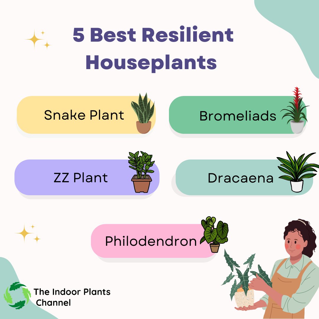 Top Five Resilient Houseplants