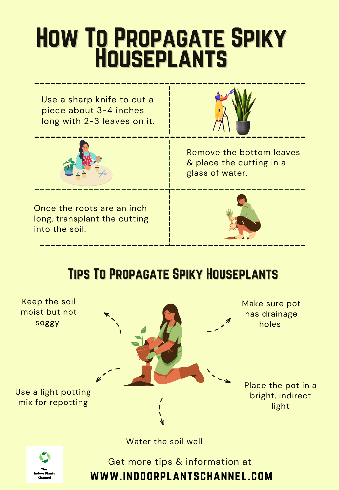 How Can You Propagate Spiky Houseplants