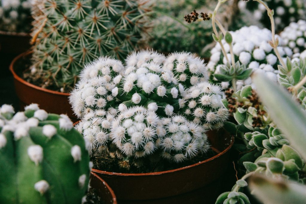 Spiky Houseplants