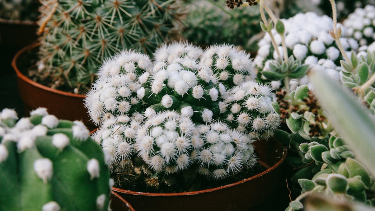 Top 5 Spiky Houseplants: The Experts Picks