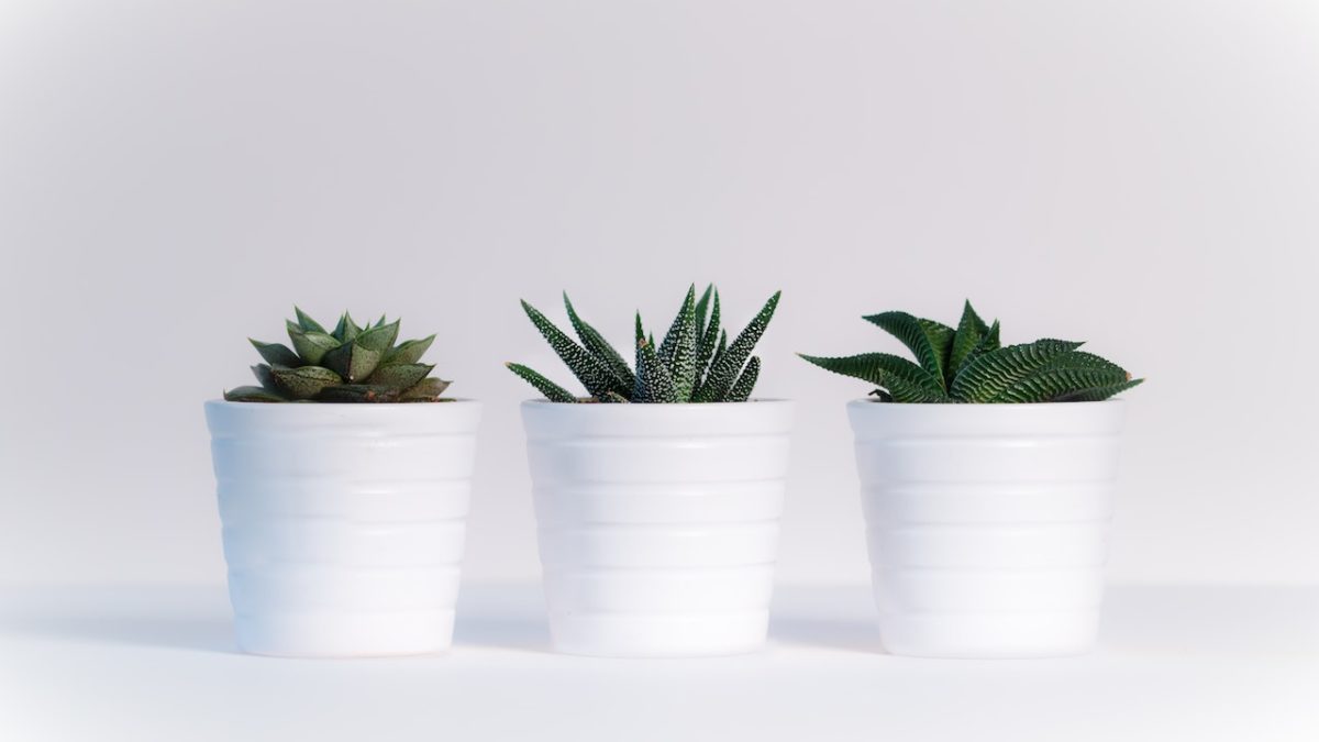 Resilient Houseplants For Beginners : The Ultimate Guide