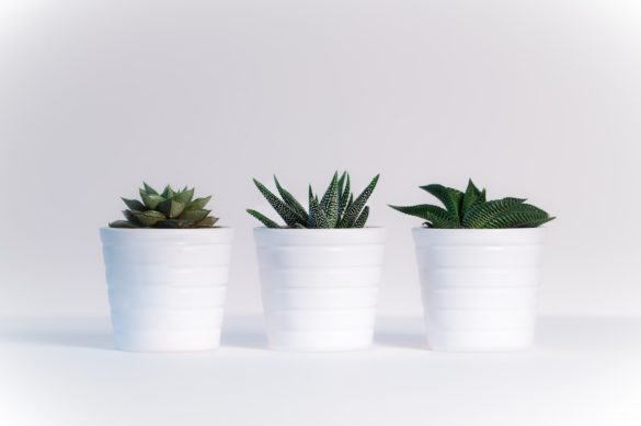 Resilient Houseplants For Beginners