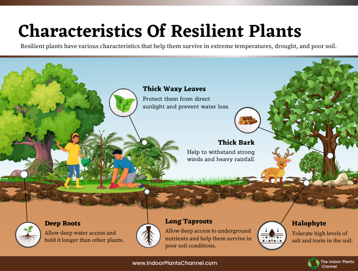 Characteristics Of Resilient Plants