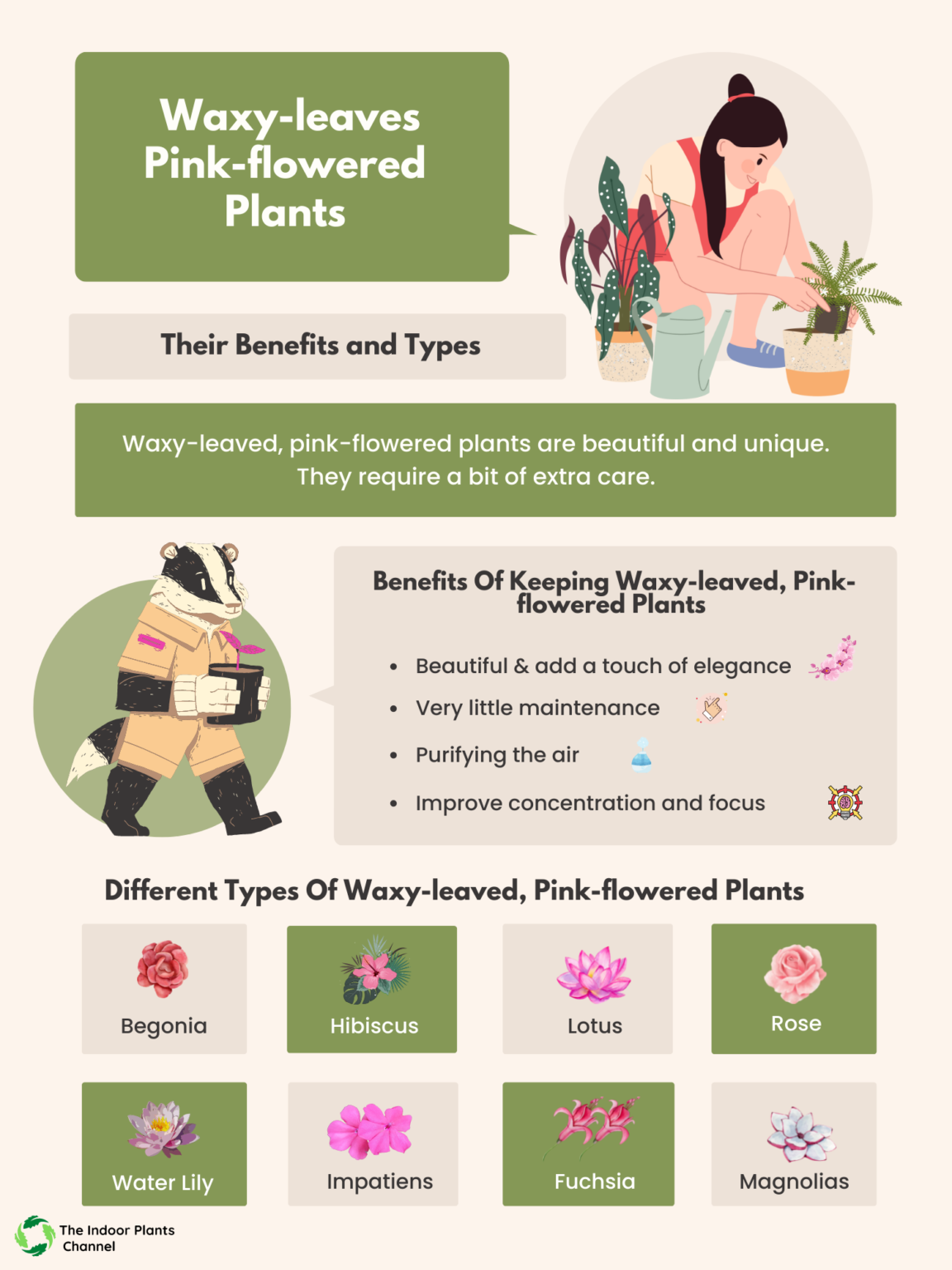 The Elegance Of Plants With Waxy Leaves And Pink Flowers